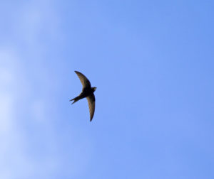 All About Chimney Swifts - Harrisonburg VA - Old Dominion Chimneys