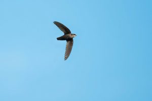 chimney swifts