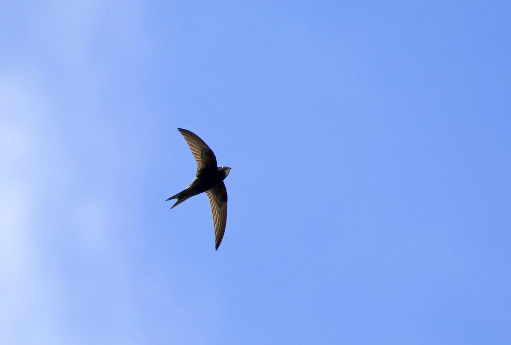 All About Chimney Swifts – Harrisonburg VA – Old Dominion Chimneys